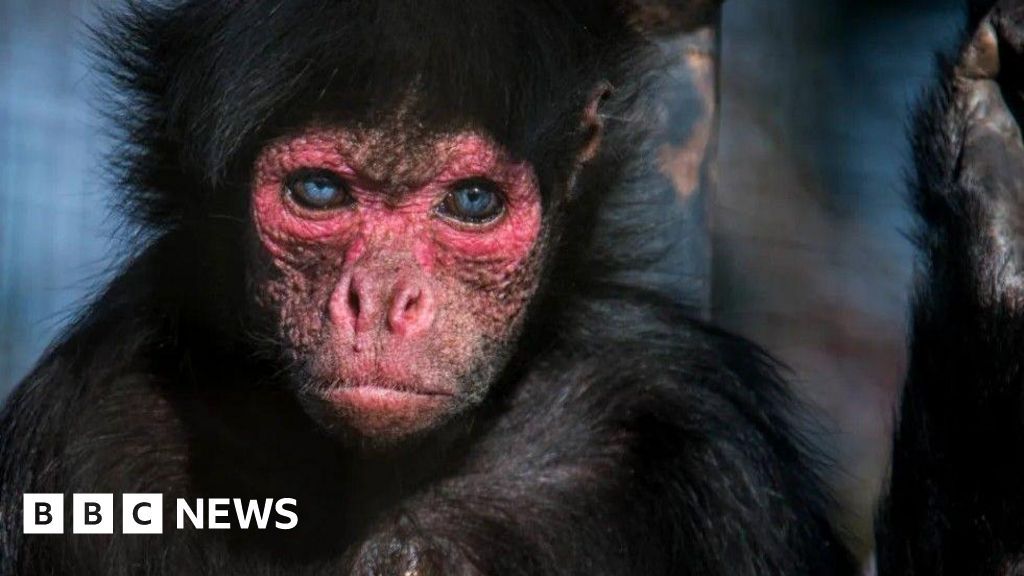 Rare monkey avoids surgery with CT scan