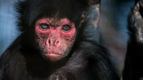Shaun Wilson A close-up shot of Smokey himself looking straight at the camera.  The red face which gives his breed its name is instantly recognisable.