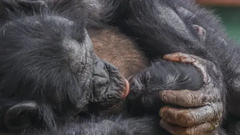 Adam Kay The 11-year old Bonobo holds its hand over the newborn Bonobo