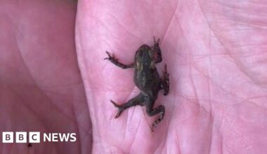 Rare five-legged toad found in Devon garden pond