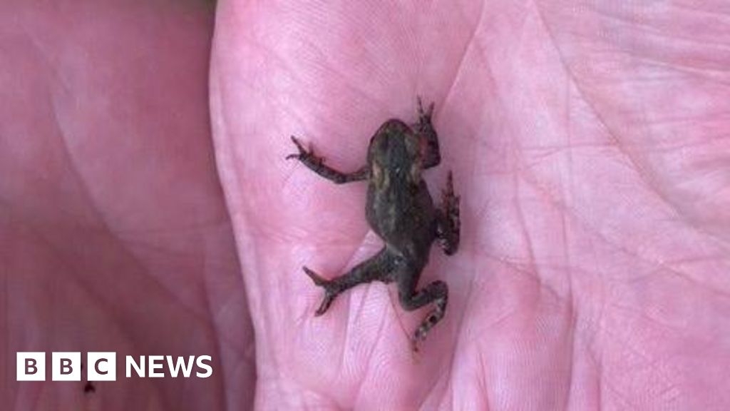 Rare five-legged toad found in Devon garden pond