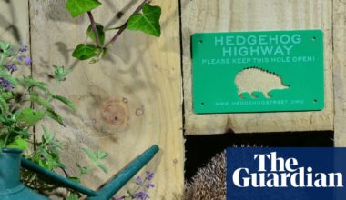 Hedgehog highways could become requirement for new buildings | Animals