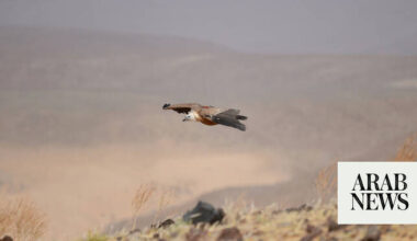 Eurasian griffon vultures’ 245,000km journey underlines need for conservation
