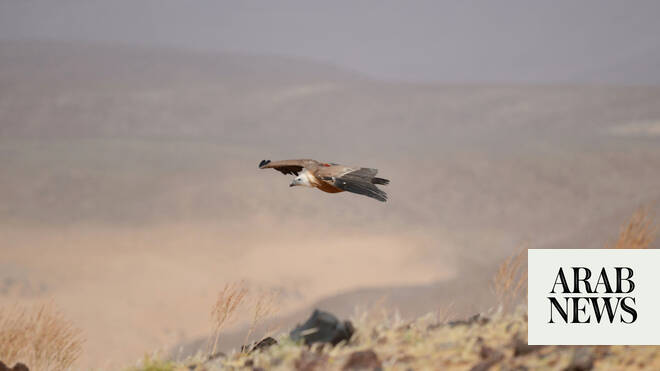 Eurasian griffon vultures’ 245,000km journey underlines need for conservation