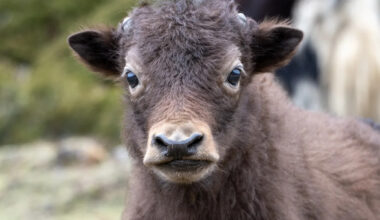 Yahoo lifestyle home