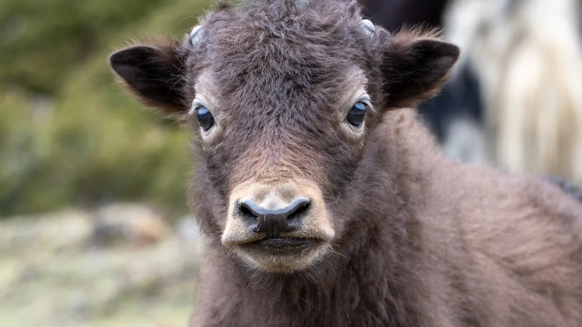 Yahoo lifestyle home