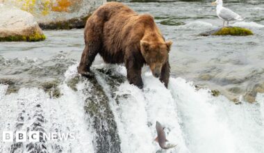 'Go big or go home!' Voting opens in Fat Bear Week