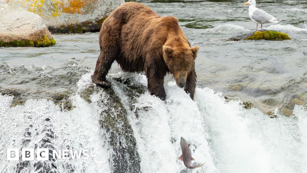 'Go big or go home!' Voting opens in Fat Bear Week