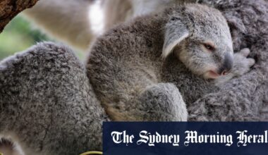 Koala park breeds hope for endangered species