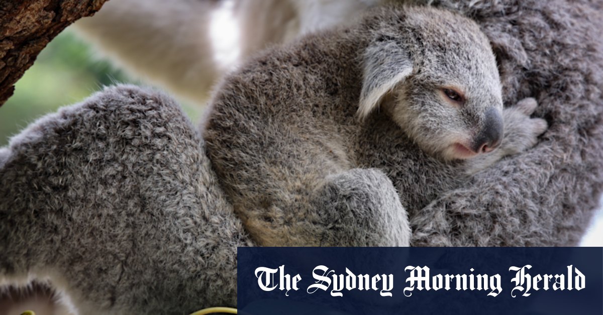 Koala park breeds hope for endangered species