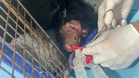Mochdre Vets A black money lies in the centre of the shot, with the square mesh of a cage nearby.  The monkey's eyes are closed and a pair of hands wearing white medical gloves is dealing with some plastic breathing apparatus close to its mouth.