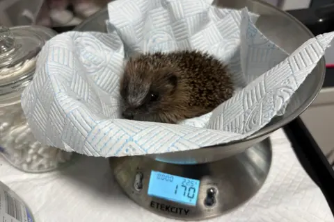 Andy Longhurst A hoglet being weighed on scales.