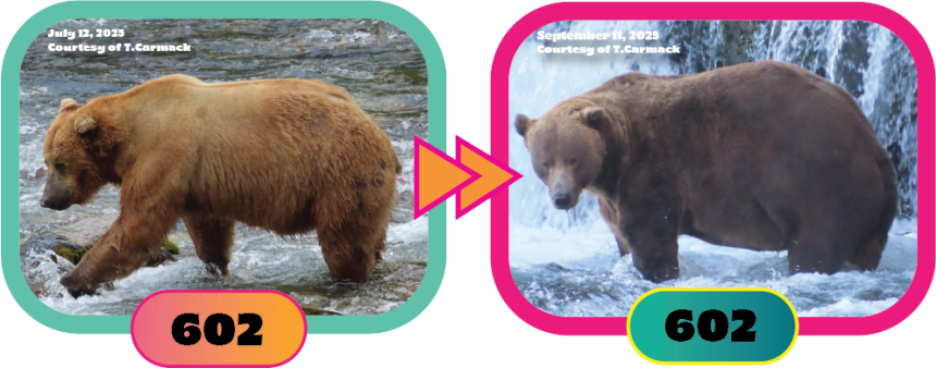 Before-and-after photos show Bear 602's progress this year.