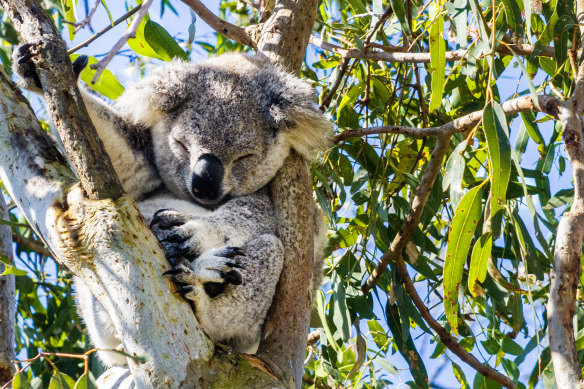The Great Koala National Park: at last, a win for the koalas and their fellow residents