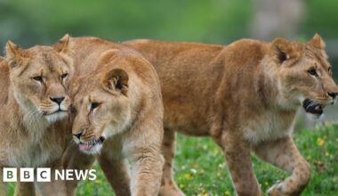 Yorkshire Wildlife Park rescues three lions from war-torn Ukraine