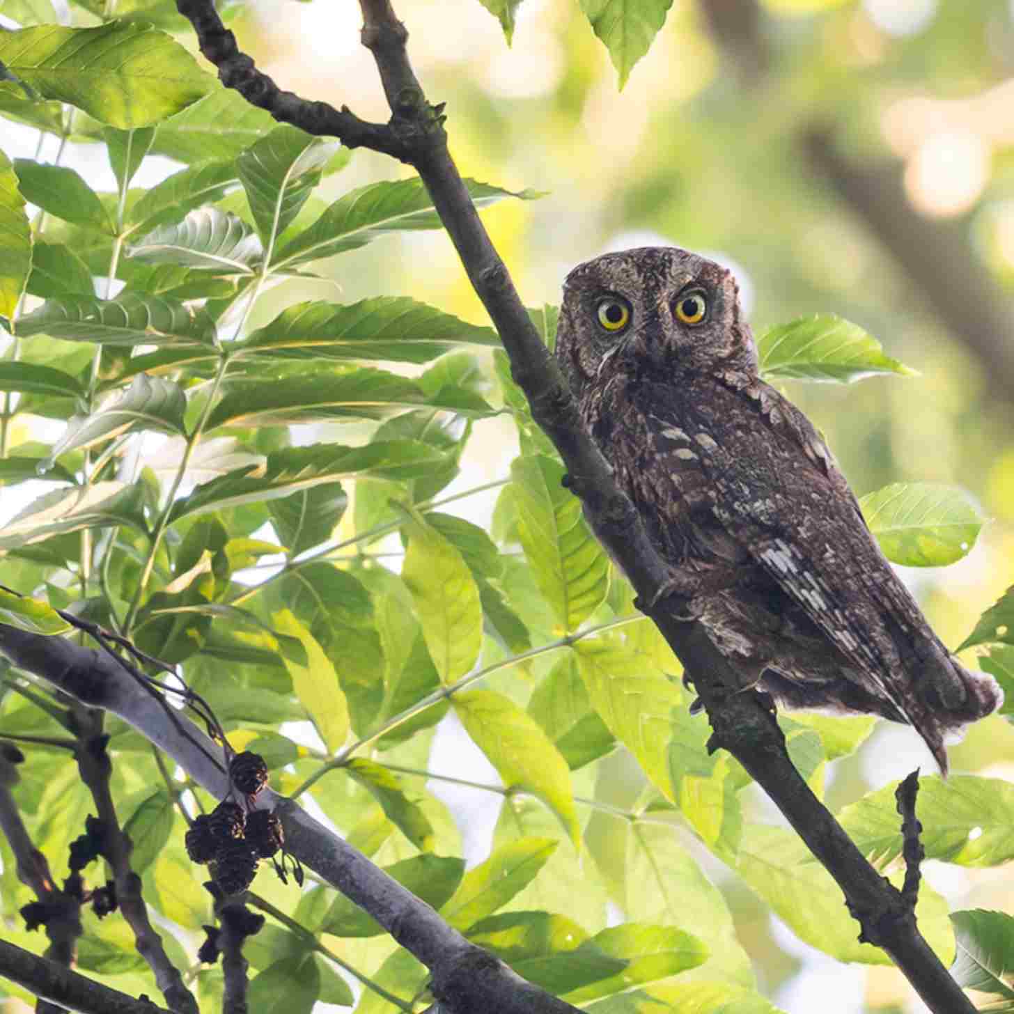 An adult Eurasian scops owl perched in a leafy tree. 