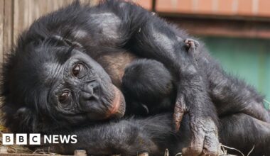 Endangered bonobo born at Twycross Zoo in 'extraordinary moment'