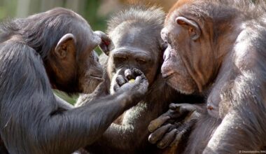 Chimps regularly consume alcohol, study finds – DW – 09/27/2025