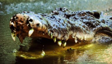Crocodile wrestling influencer flouts wildlife rules – DW – 09/14/2025
