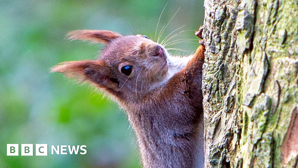 Ceredigion forest turbine plans 'threaten' red squirrel colony