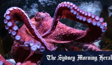 Humans can be right- or left-handed. What happens when you have eight arms?