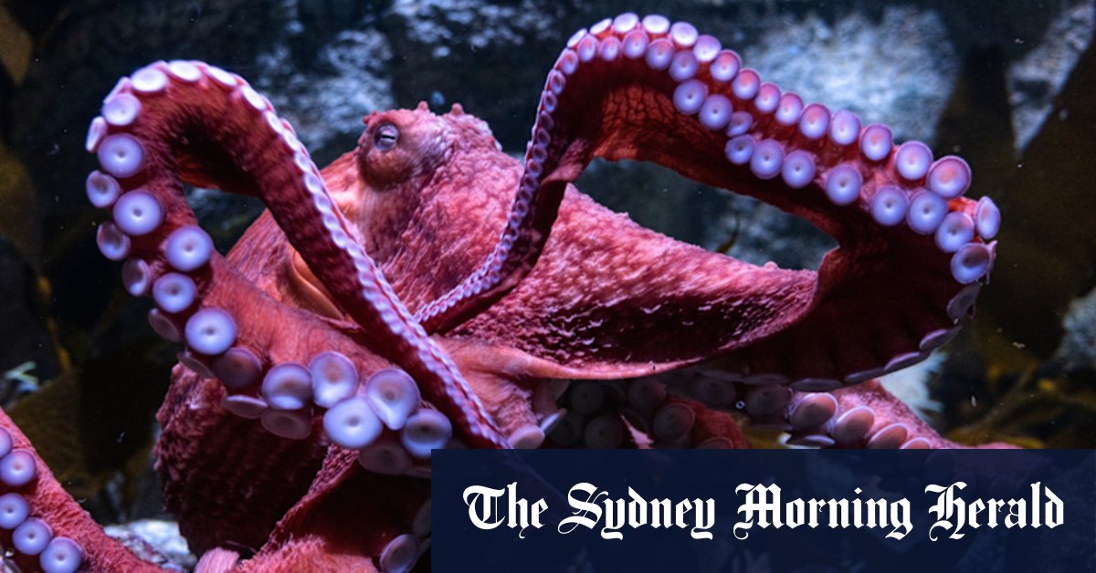 Humans can be right- or left-handed. What happens when you have eight arms?