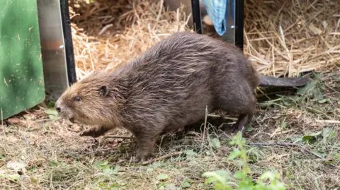 Paul Harris A beaver is pictured side on, emerging from a cage filled with straw. He is lifting his head and has his front right foot in the air as he moves forward purposefully.
