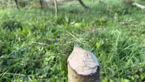 Robert East A small tree trunk at the centre of the photograph has large gnaw marks on it and behind it a few trees on their side are just visible. 