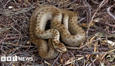 Smooth snakes thriving after slithering into Devon heathland