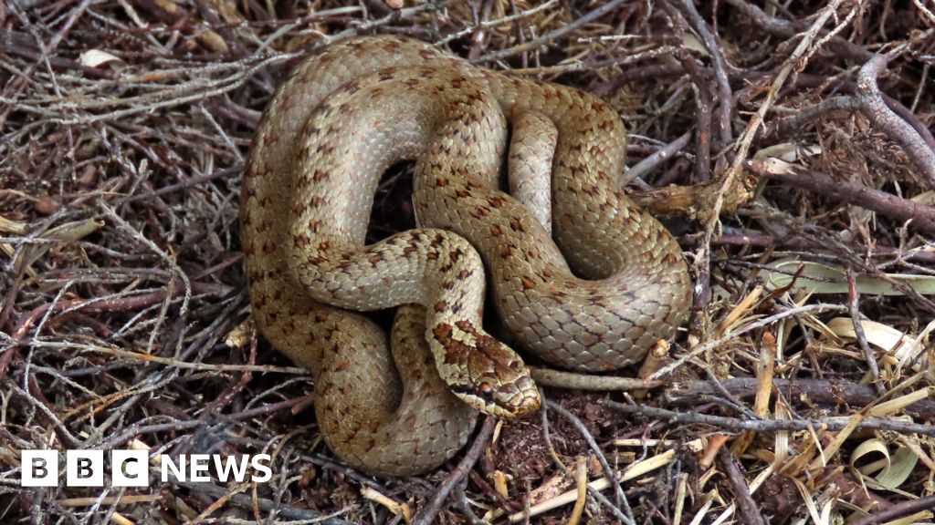 Smooth snakes thriving after slithering into Devon heathland