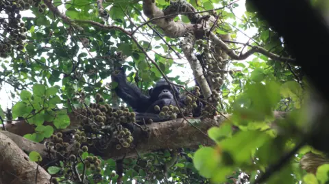 Aleksey Maro A chimpanzee sits on a tree branch in a lush, green forest. The surroundings are dense with foliage, and the tree features clusters of figs hanging from its branches. The chimpanzee is centrally positioned but partially hidden by leaves and branches. Sunlight filters through the canopy.