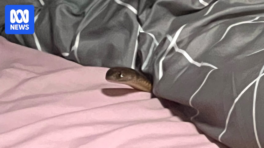 Eastern brown snake venom varies with location, study finds