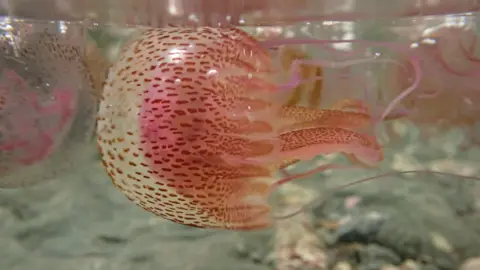 Yolanda Evans A jelly fish in clear water. It is round on the top, seemingly swimming on its side, with a beige and pink band and speckled with brown dots. On it's bottom are long tentacles, thick in the middle and wispy on the outside. the smallest tentacles are entirely mauve. The backgrounds is grey rock or sand at the sea bottom