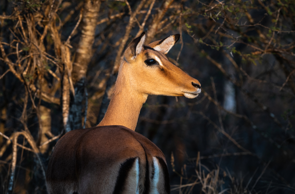 An impala in Kruger National Park. Since the COVID-19 pandemic, experts note an increase in bushmeat hunting that’s having a knock-on effect as snares and poisons target other species, including big cats. 