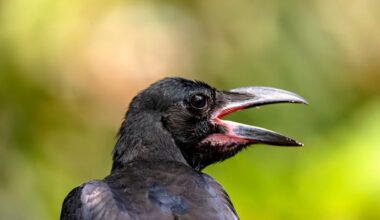 Scientists wore Dick Cheney masks and were mobbed by crows – here’s why
