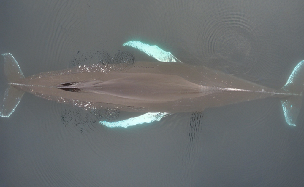 In this synthetic image, the AI created a deformed whale with two tails. These types of anatomical deformities can happen with image generation models. Credit: Duke MaRRS Lab