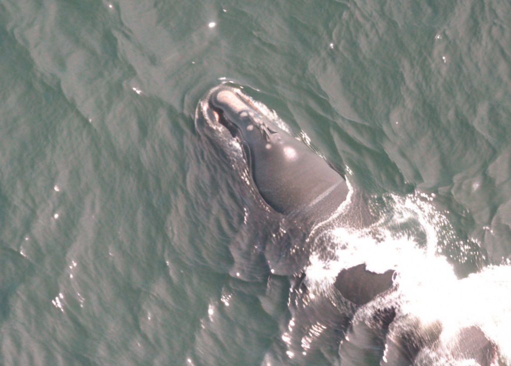 An AI-generated image of an endangered North Atlantic right whale, which scientists created with the goal of aiding satellite monitoring efforts. Credit: Duke MaRRS Lab