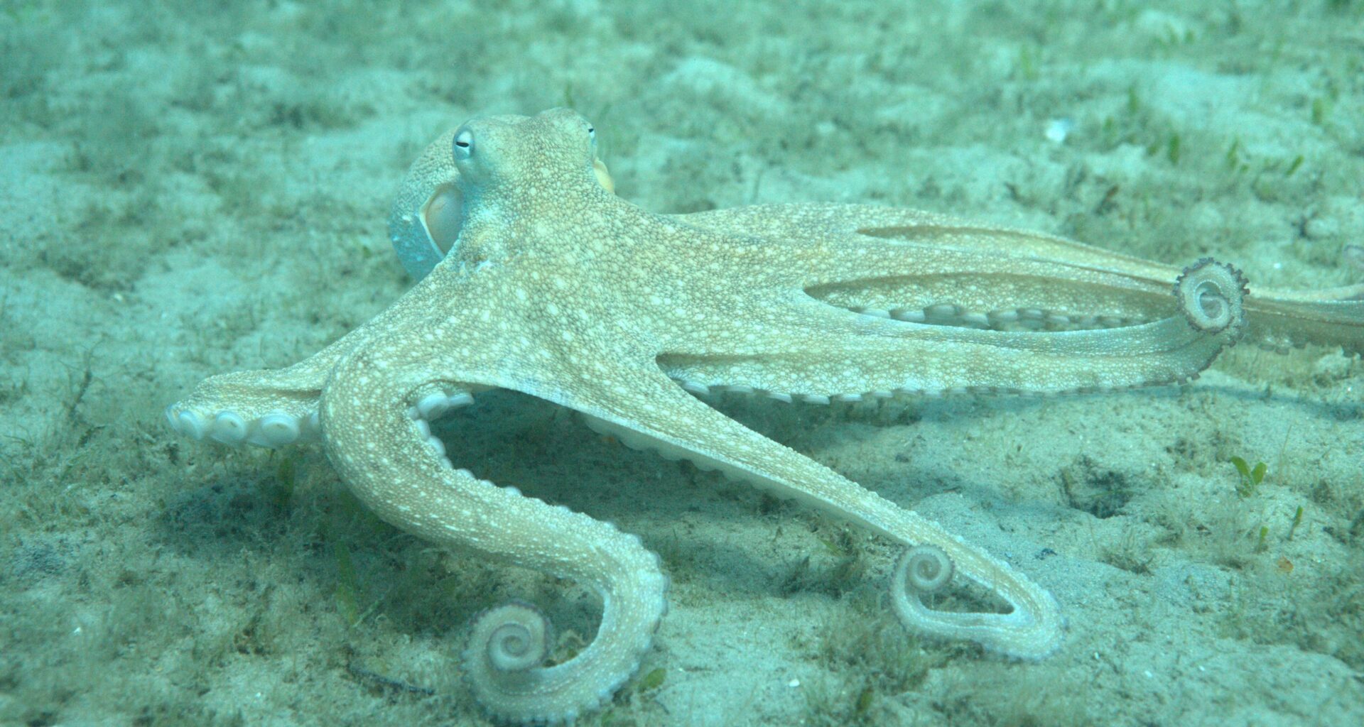 Unlike Our Stupid Human Arms, Octopus Arms Are All Equally Beautiful And Talented
