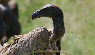 Poisoning crisis could drive vulture extinction in South Africa’s Kruger region