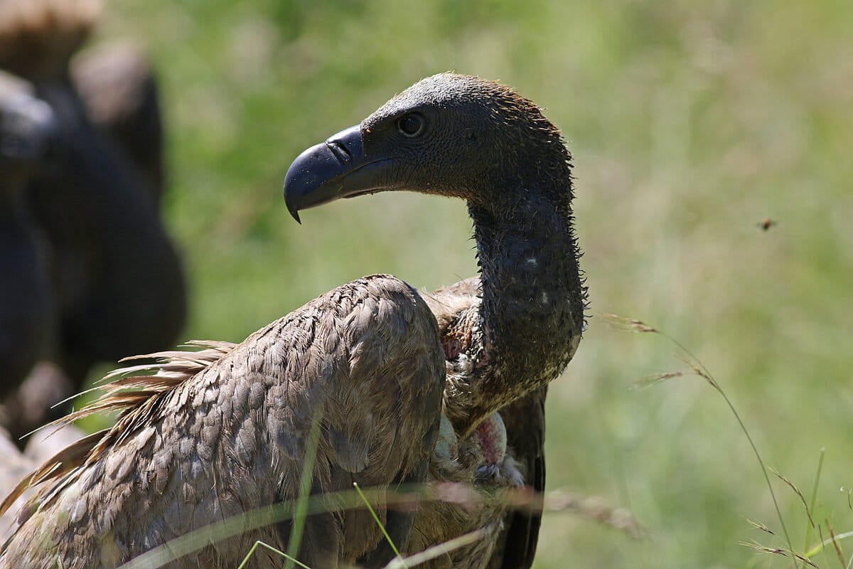 Poisoning crisis could drive vulture extinction in South Africa’s Kruger region
