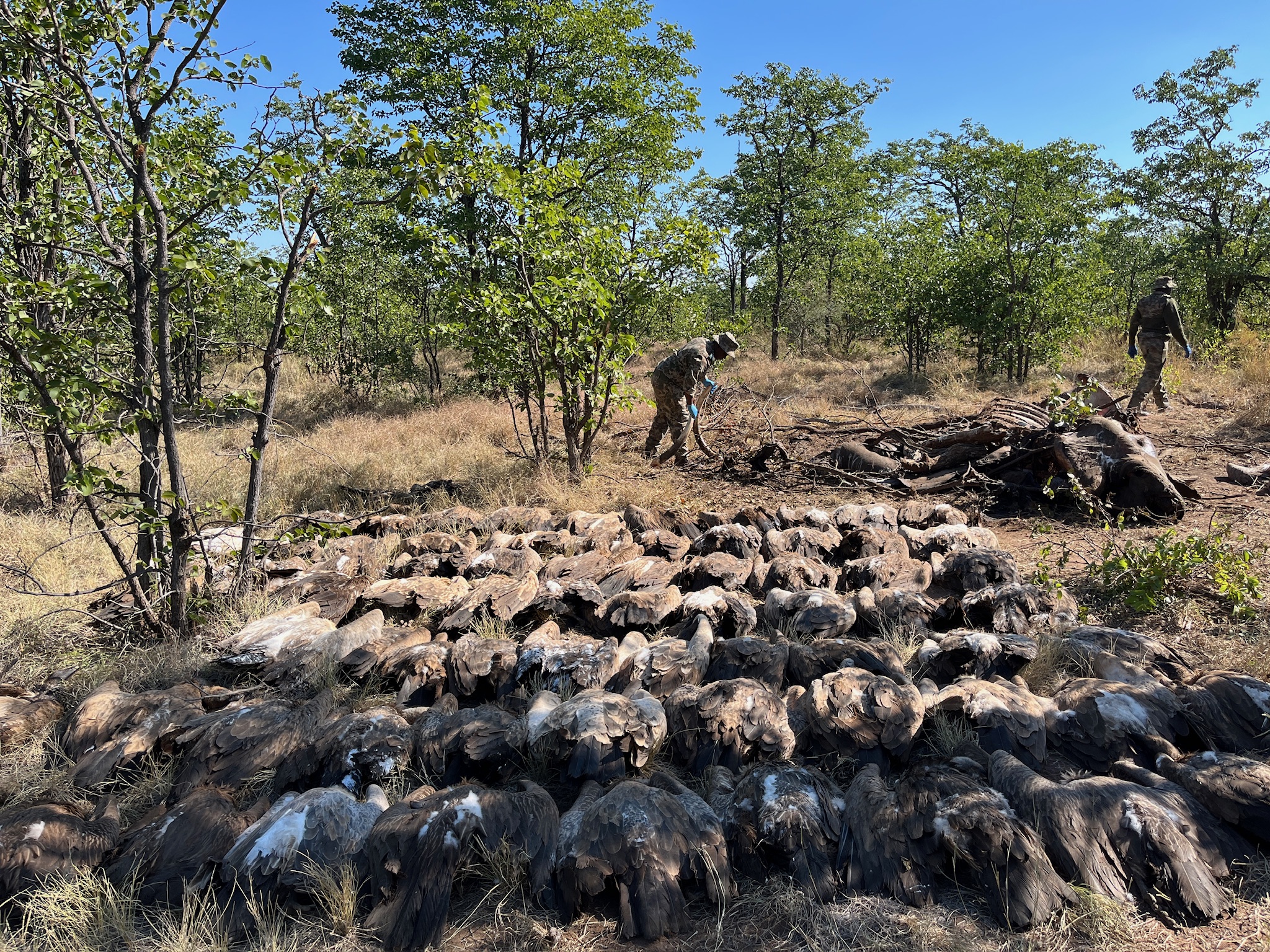 A mass poisoning incident claimed the lives of 120 vultures in Kruger National Park in May this year.