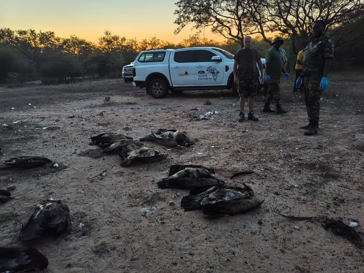 Another vulture poisoning incident in May killed more than 100 vultures.