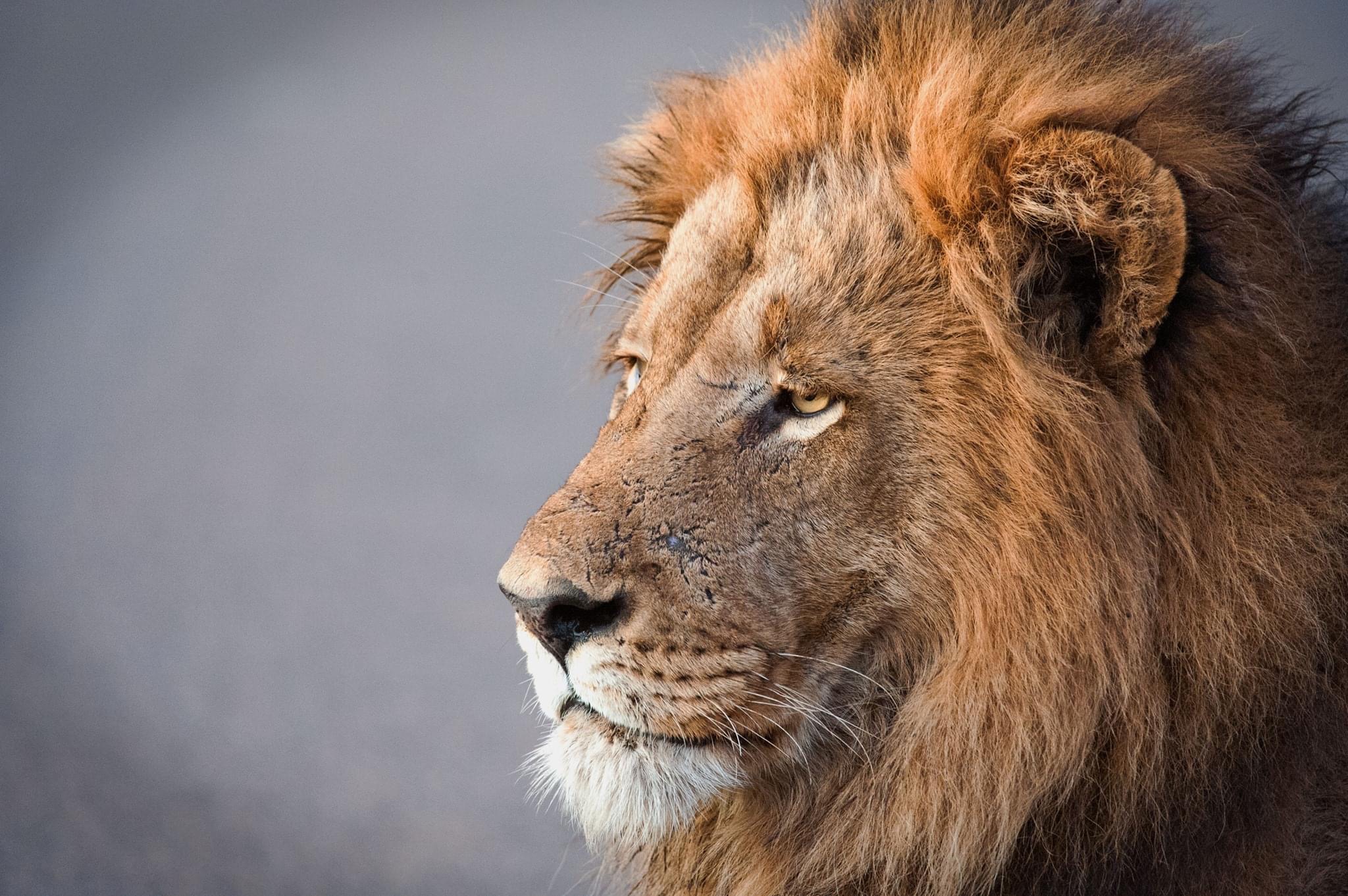 A male lion in Kruger National Park. Carnivores are also impacted by poisoning in Kruger and the wider GLTFCA.