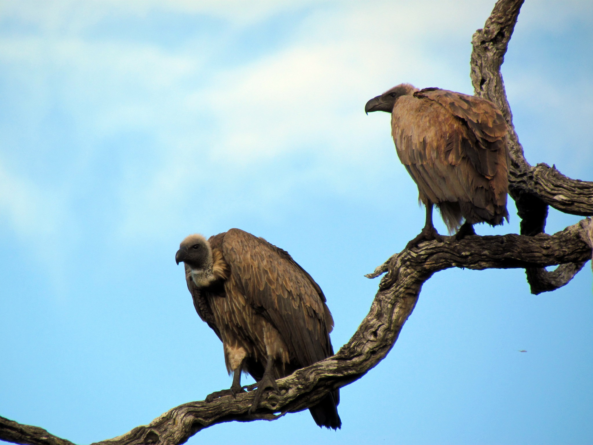 Vultures in Kruger National Park. As scavengers, vultures are greatly impacted by poisoning. They’re also targeted in what is known as sentinel poisoning, as they can alert rangers to poaching activity. Since 2015, more than 2,400 vultures have died due to poisoning in the GLTFCA.