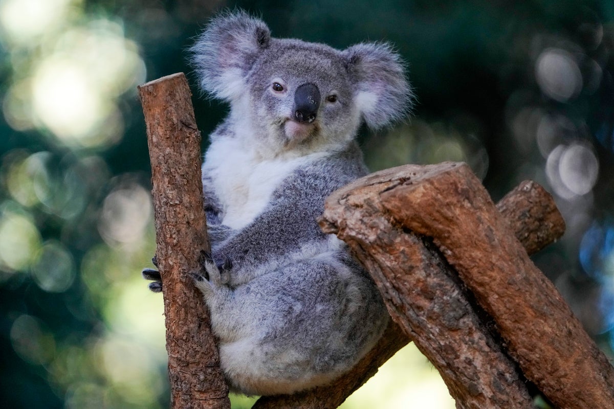 World-first vaccine approved to save koalas from chlamydia