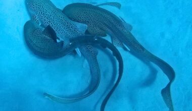 “I waited an hour, freezing in the water": Diver spots sharks motionless on seabed. What happened next has never been filmed before