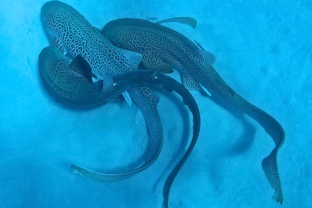 “I waited an hour, freezing in the water": Diver spots sharks motionless on seabed. What happened next has never been filmed before
