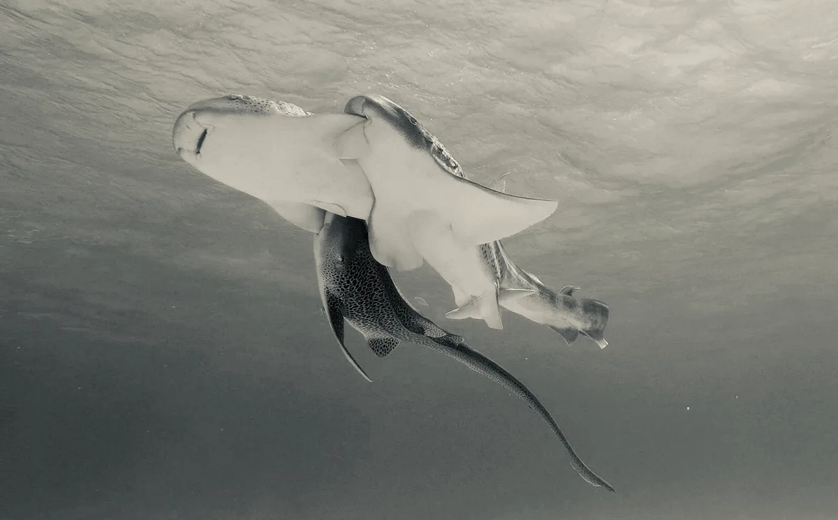 Leopard sharks mating