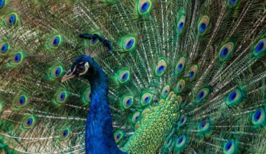 Survival of the fittest? Why flashiness is best for the mating game – if you’re a peacock, that is