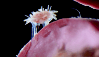 A small juvenile sea urchin crawling on red algae.